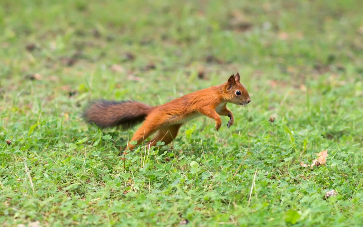 Voverė bėga žolėje