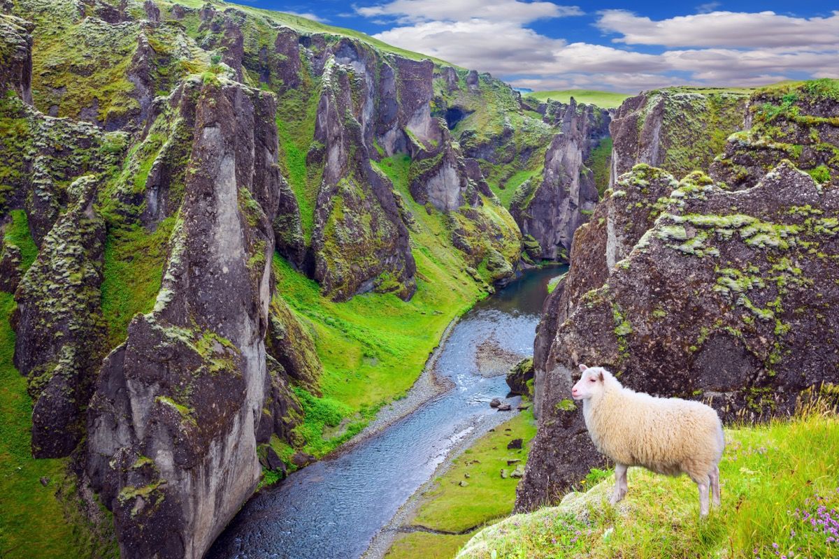 Avys, žvelgiančios į žemiau esantį reljefo vandenį