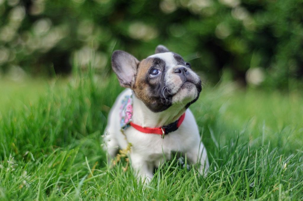 znatiželjni francuski buldog slatki pas