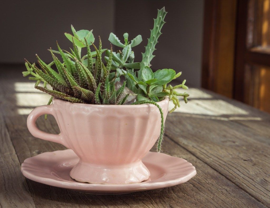 ceașcă de ceai roz cu suculente în ea, hacks bricolaj