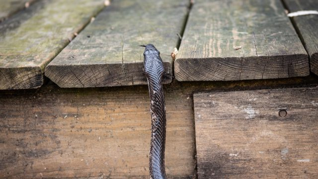   Melna žurku čūska slīd pa lieveni