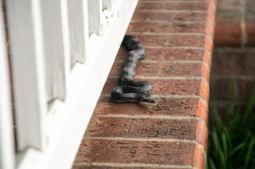   Čūska, kas slīd gar mājas malu, mēģina kādā iekļūt's home