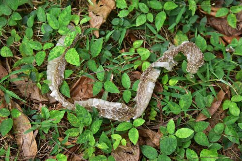   Izputēta čūskas āda starp zāli un sausām lapām, kompozīcija no augšas uz leju.