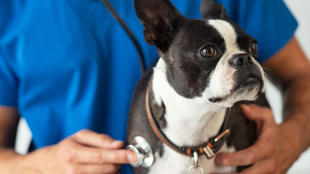 Veterinar je pravkar razkril 5 pasem psov, ki jih nikoli ne bi imel