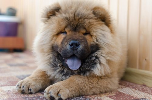   Vaaleanruskea chow chow koira makaa talossa musta kieli ulos.