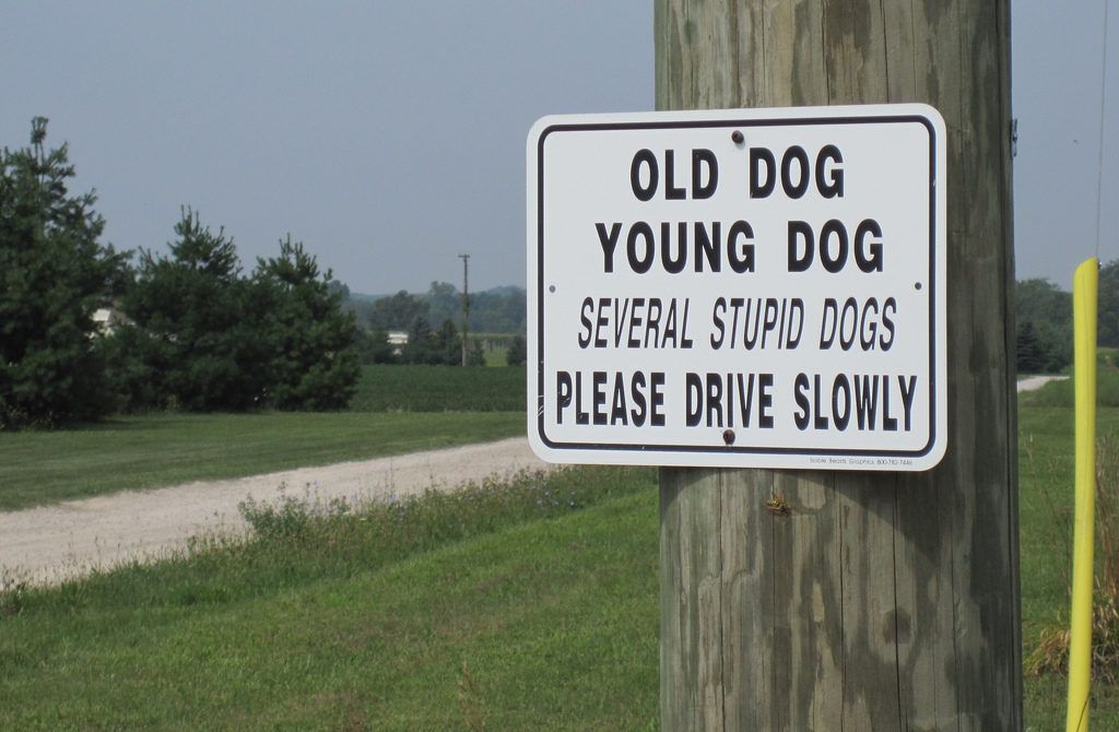 tyhmät koirat tien varoitusmerkit