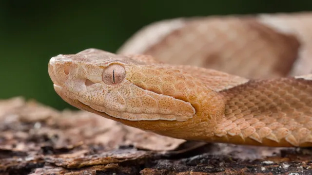 Ambtenaren geven nieuwe waarschuwing vanwege plotselinge toename van slangenbeten – recordjaar voorspeld