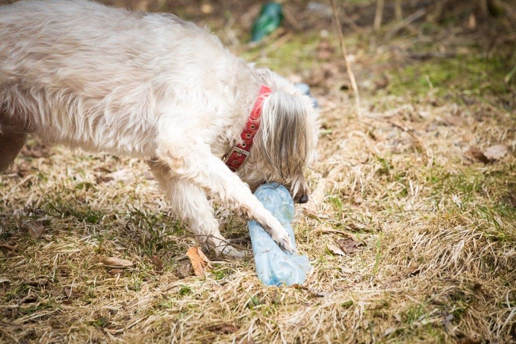 DIY कुत्ता खिलौना पानी की बोतल दूसरा उपयोग करता है
