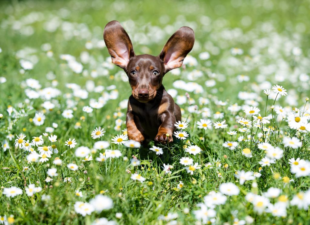 dachshund- फूल
