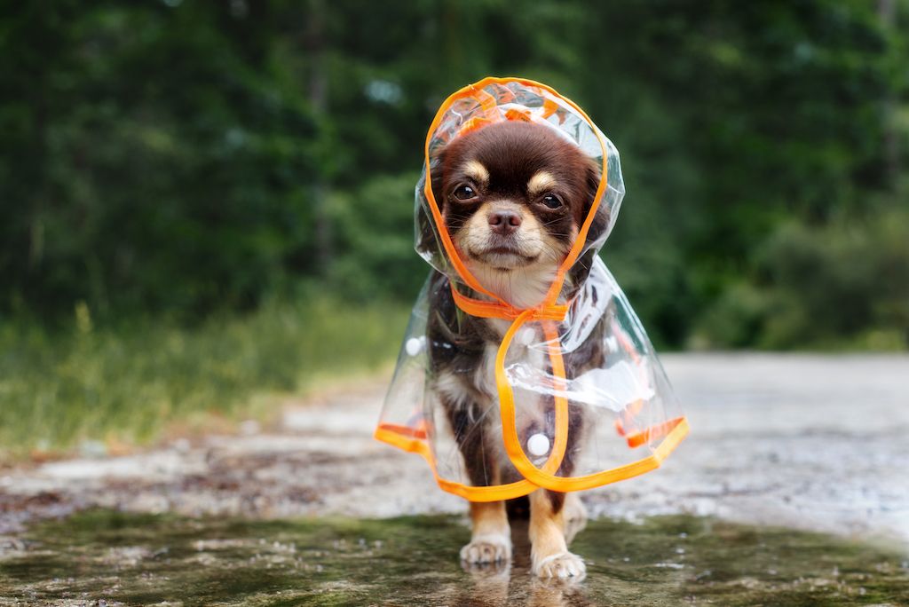 psička čivave v dežju