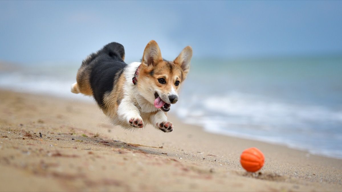 Корги играе на плажа