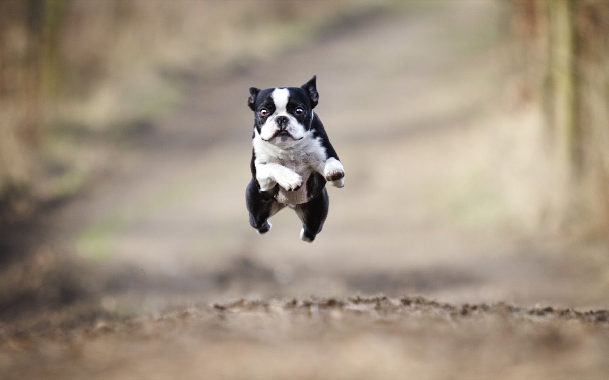 Кученце скача
