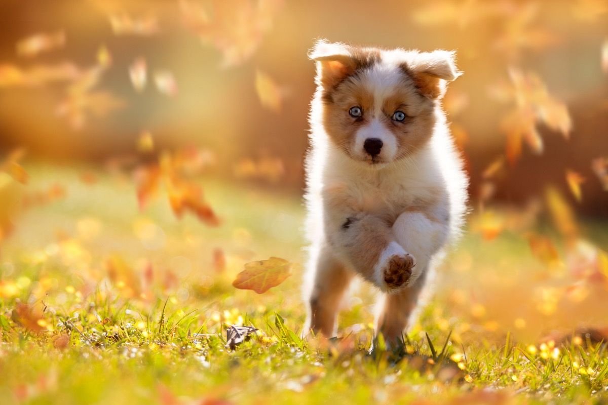 Cachorro corriendo a través de hojas