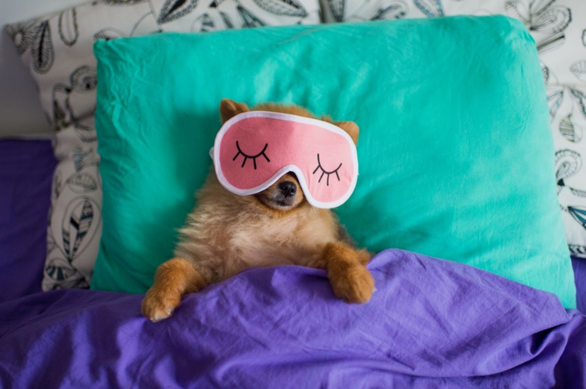 نیند ماسک میں Pomeranian
