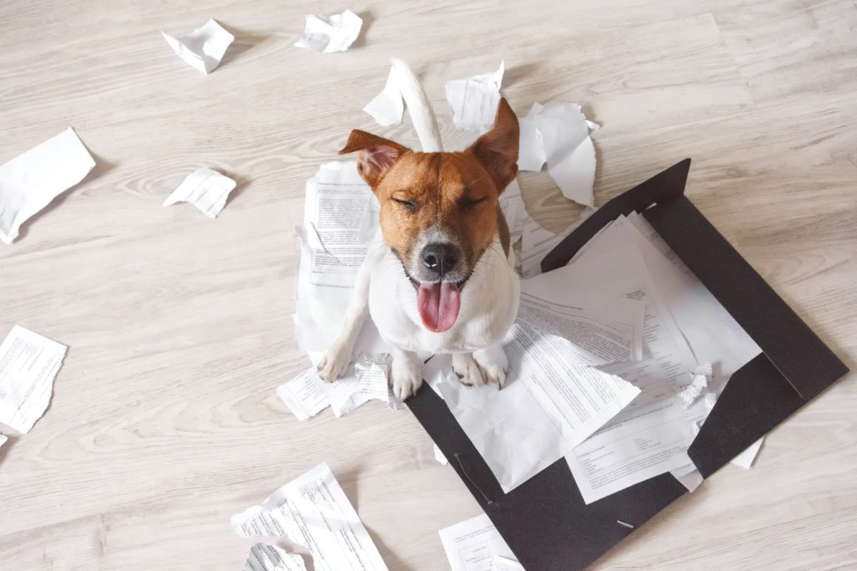 کتے چبانے والا کاغذ