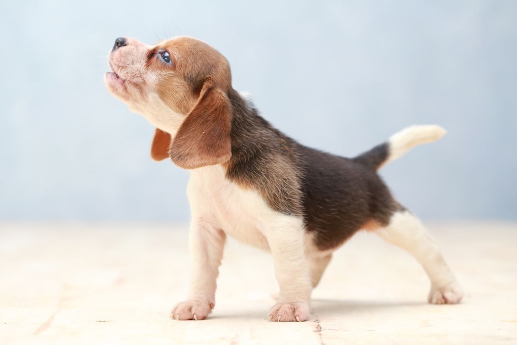 psička beagle