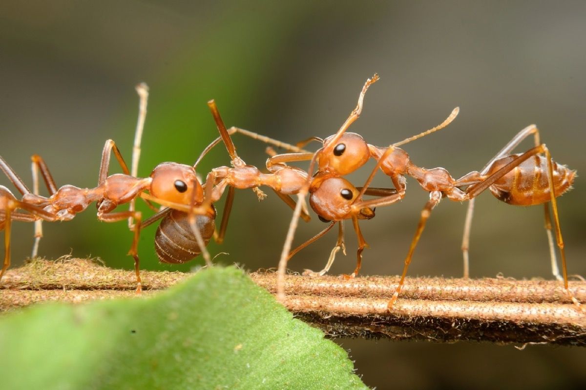 червени комбайни мравки