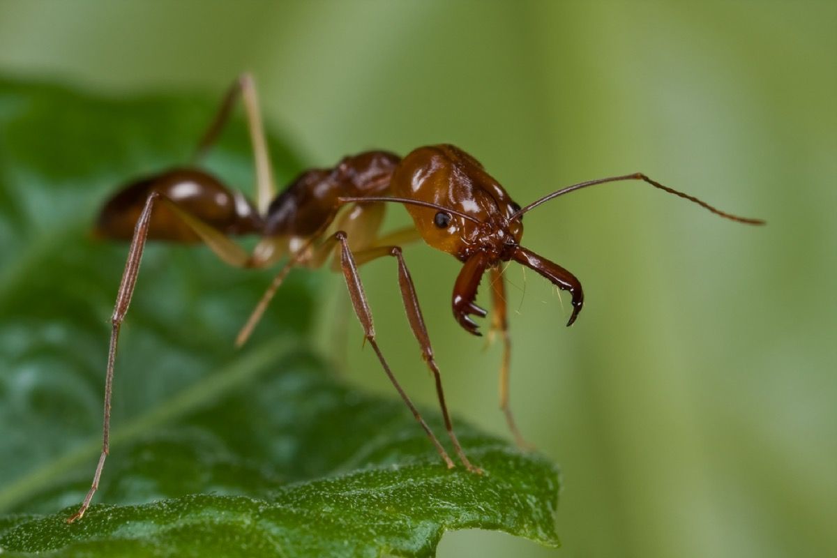 замка-вилица мрав