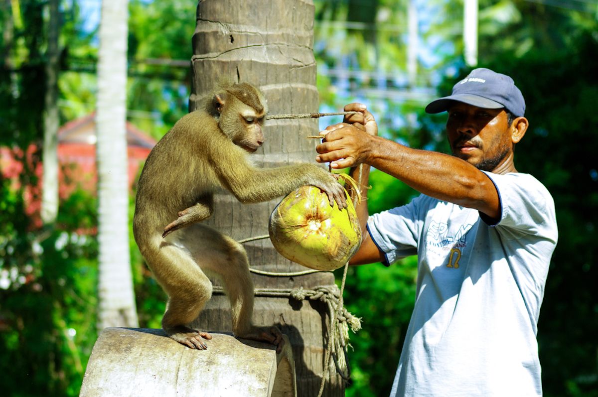 2011年9月3日にタイのサムイ島でココナッツを回転させるサル
