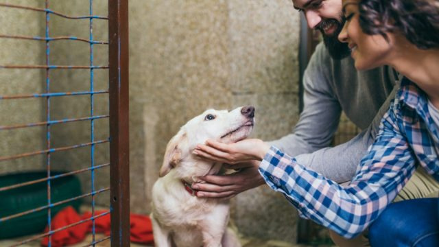   pareja en refugio adoptando perro