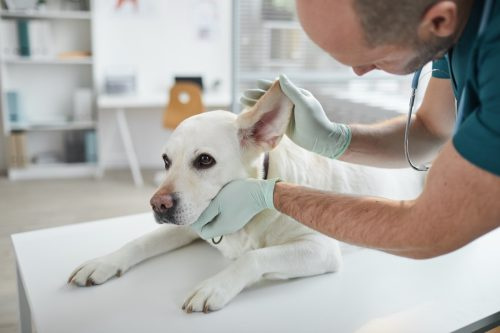   veterinario examinando perro