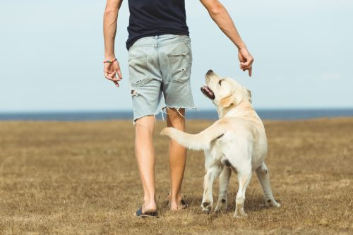   мъж, който се разхожда с куче в парка