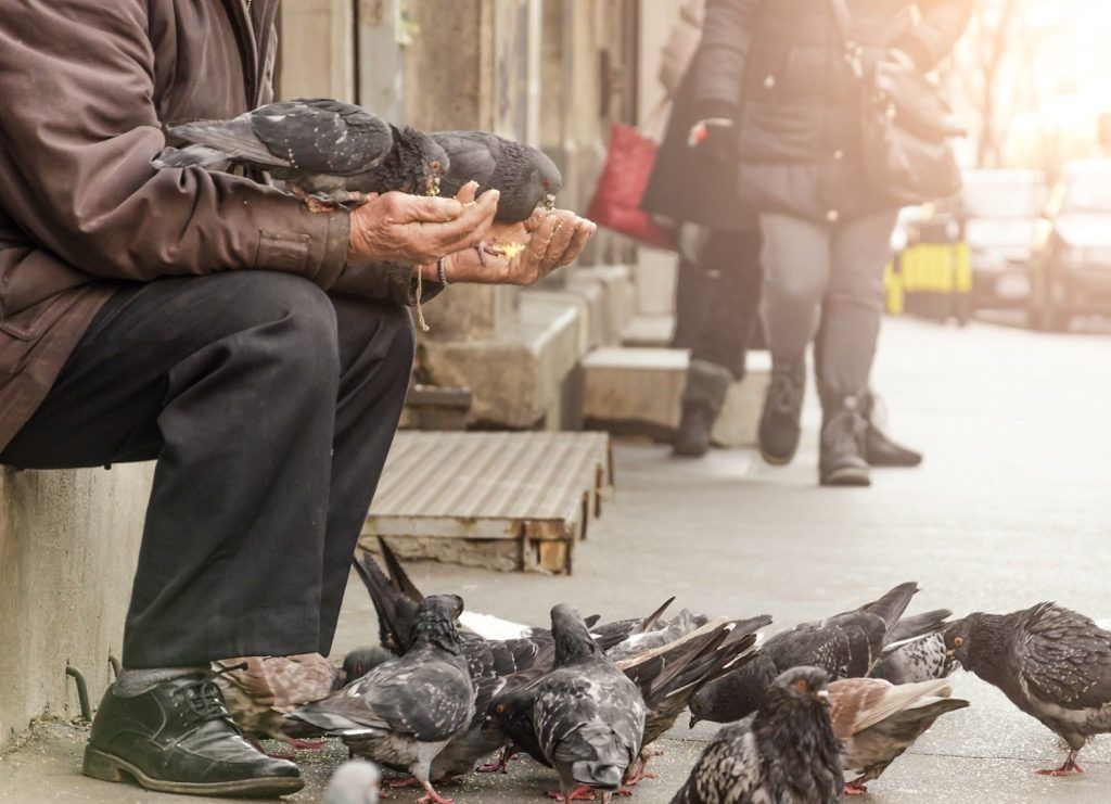 homme nourrissant les pigeons, les meilleurs mots d