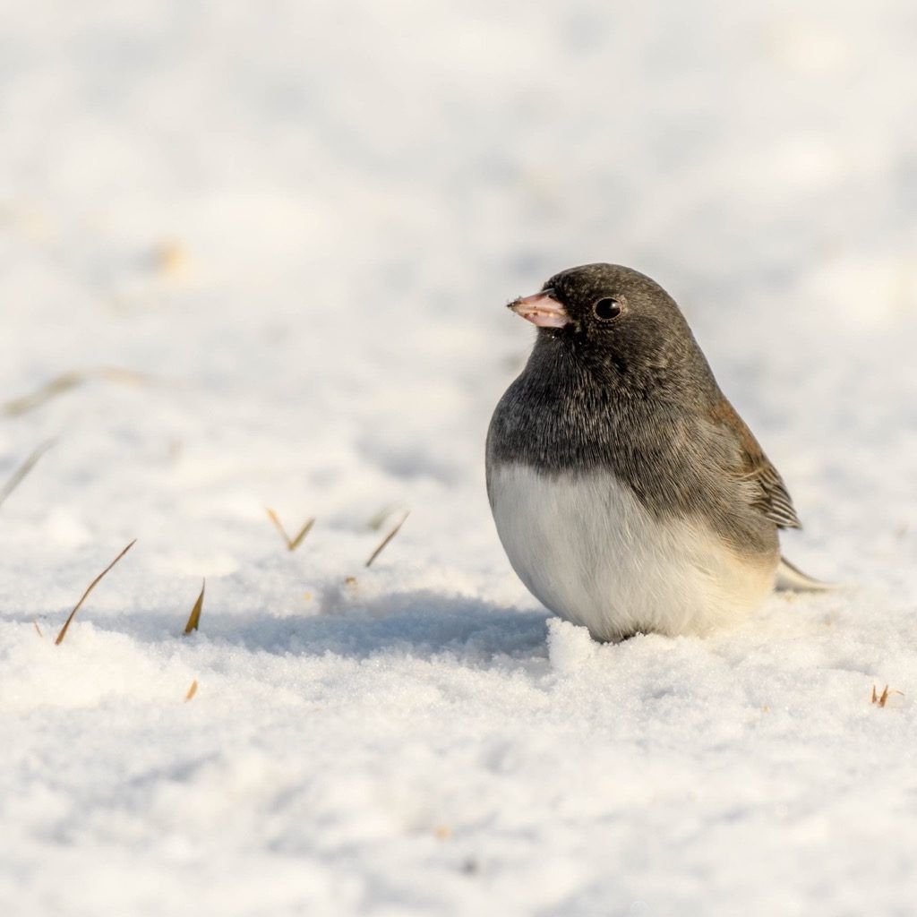snowbird, najpopularniejsze slangowe słowa w każdym stanie