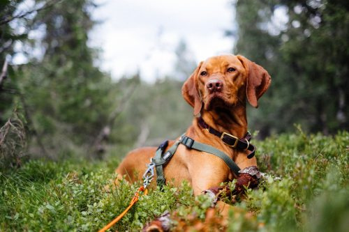   Mielas medžioklinis šuo guli atsipalaidavęs miške, užuodžia aplinką
