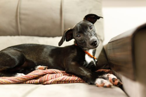   כלב שחור קטן שוכב על הספה