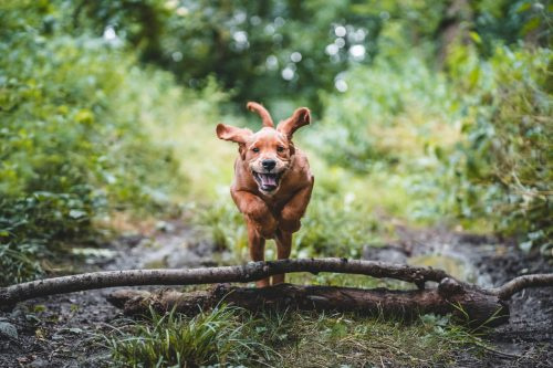   Šuniukas šokinėja per rąstus ir lazdas lauko miške