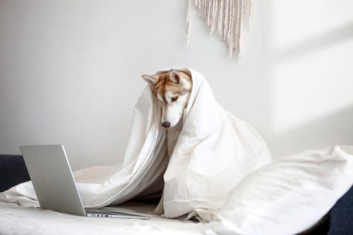   Šuo naudoja nešiojamąjį kompiuterį gulėdamas lovoje