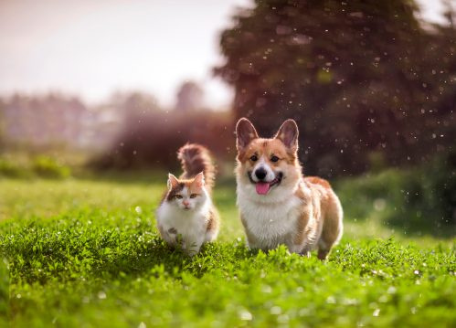   корги и котка, разхождащи се в цветно поле