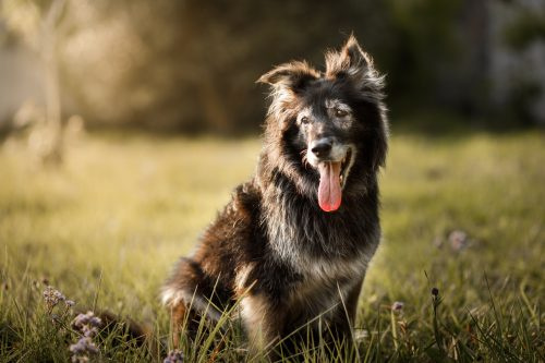   Chlpatý pes sa usmieva s vyplazeným jazykom