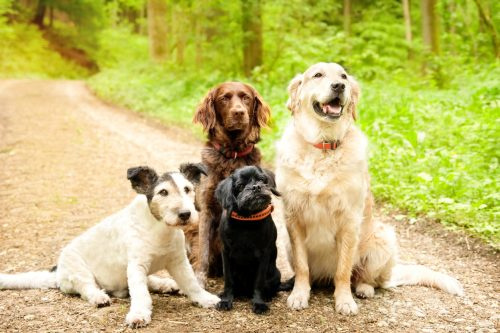   Štyri psy čakajú v lese