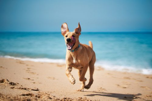  Glücklicher Hund, der am Strand läuft