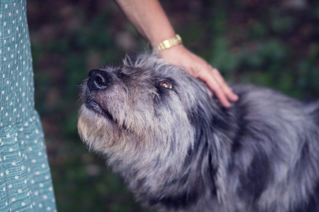 pes vonící majitel věci, které jste nikdy nevěděli, že psi mohou dělat