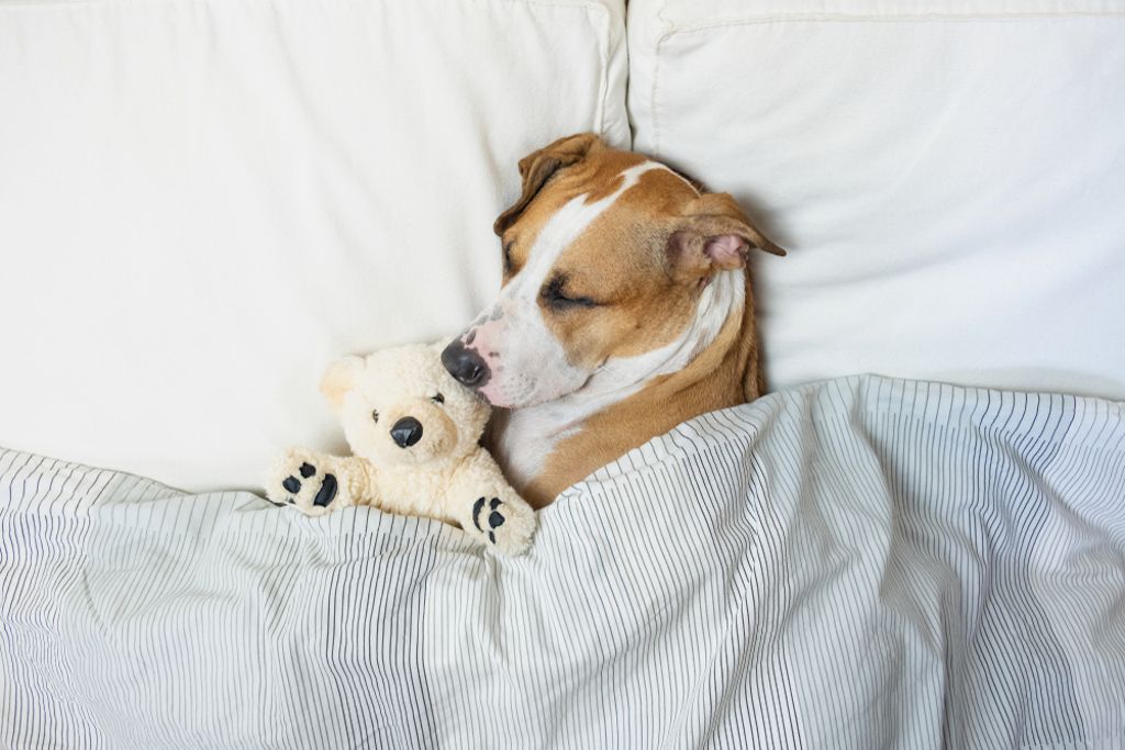 pies śpi rzeczy, o których nie wiedziałeś, że psy potrafią