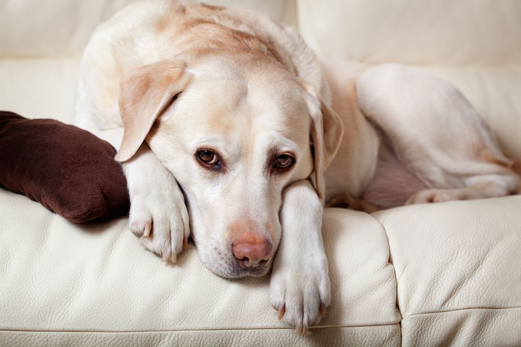 smutné psie veci, o ktorých ste nikdy nevedeli, že psy dokážu