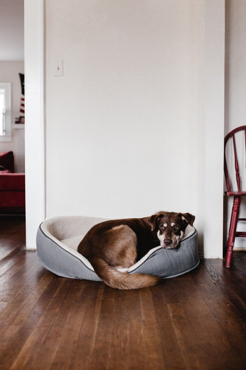 pes spící v psí posteli věci, o kterých jste nikdy nevěděli, že psi mohou dělat