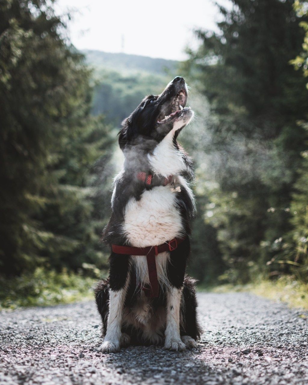 آسمانی چیزوں کی طرف دیکھتے ہوئے کتا آپ کو کبھی معلوم نہیں تھا کہ کتے کر سکتے ہیں