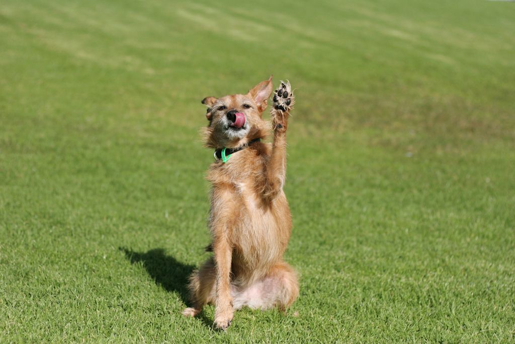 câinele ridică laba în aer lucruri pe care nu le-ai știut niciodată că ar putea face câinii