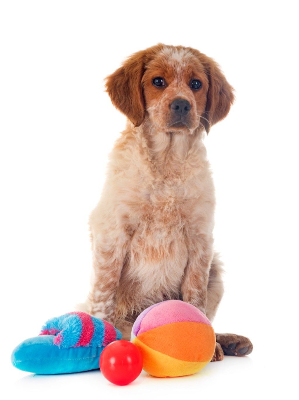 Собака с игрушками-питомцами: о вещах, на которые собаки не подозревали
