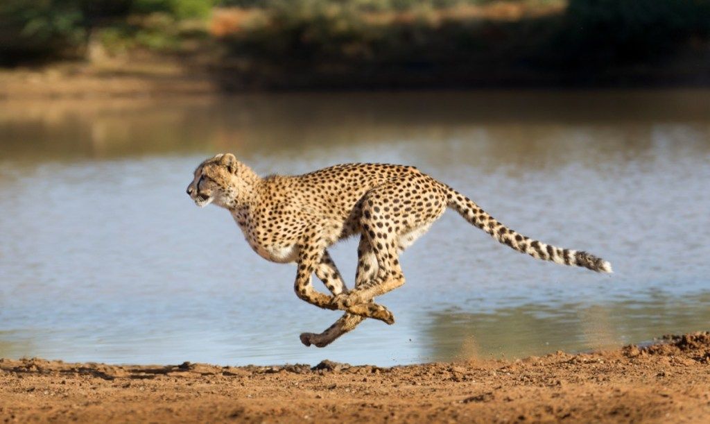 چیتا چل رہا ہے