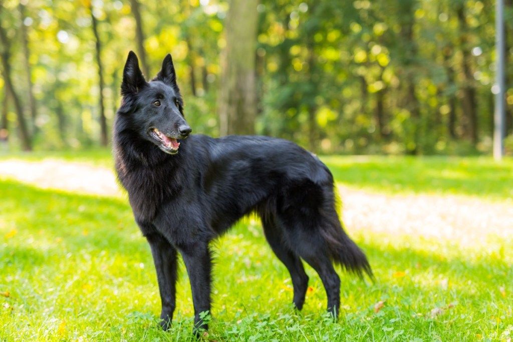 perro pastor belga