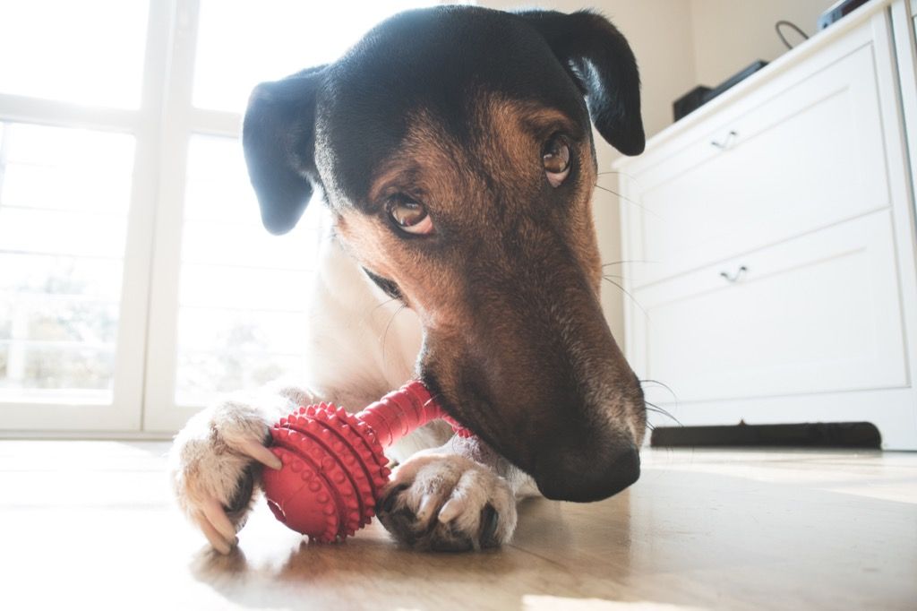 Pas žvače svoju igračku