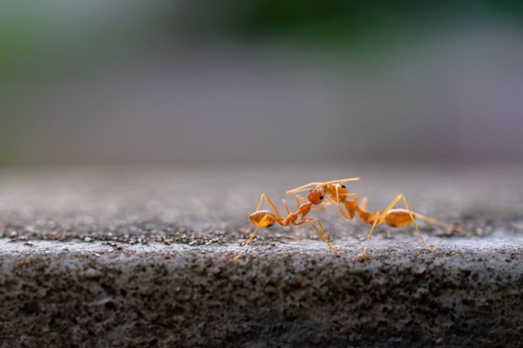 Rdeče mravlje kombajn