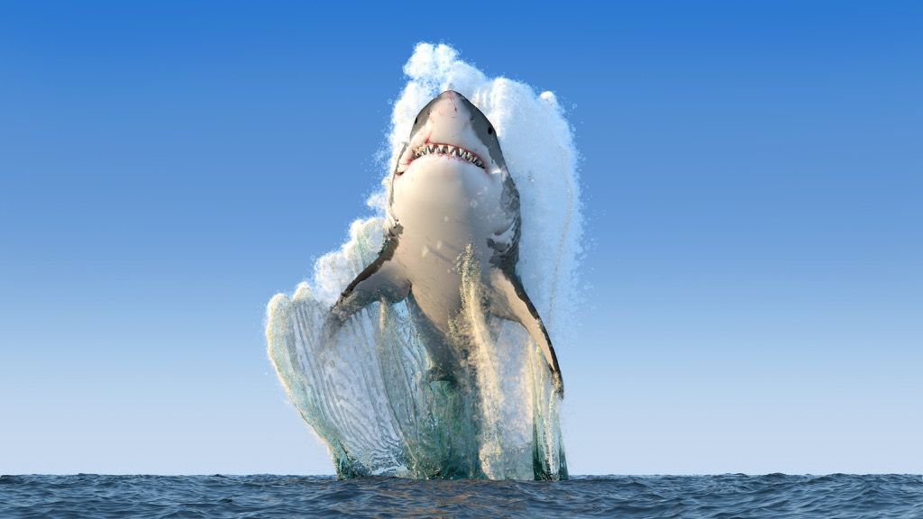 महान सफेद शार्क समुद्र से बाहर कूदती है