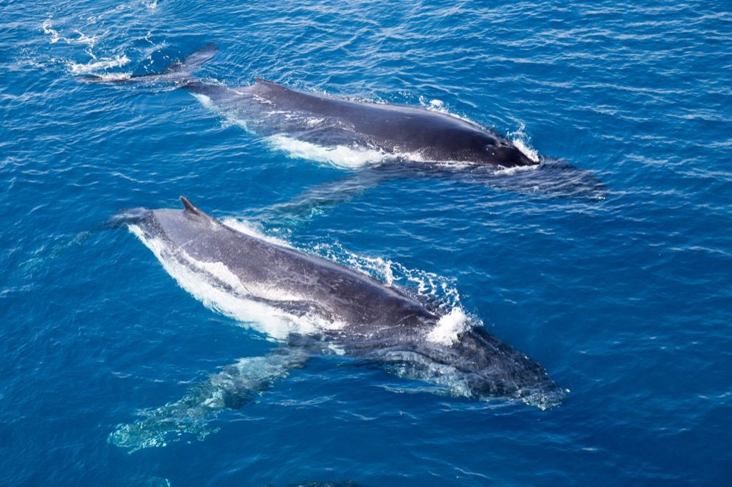 Dos ballenas chistes graciosamente tontos