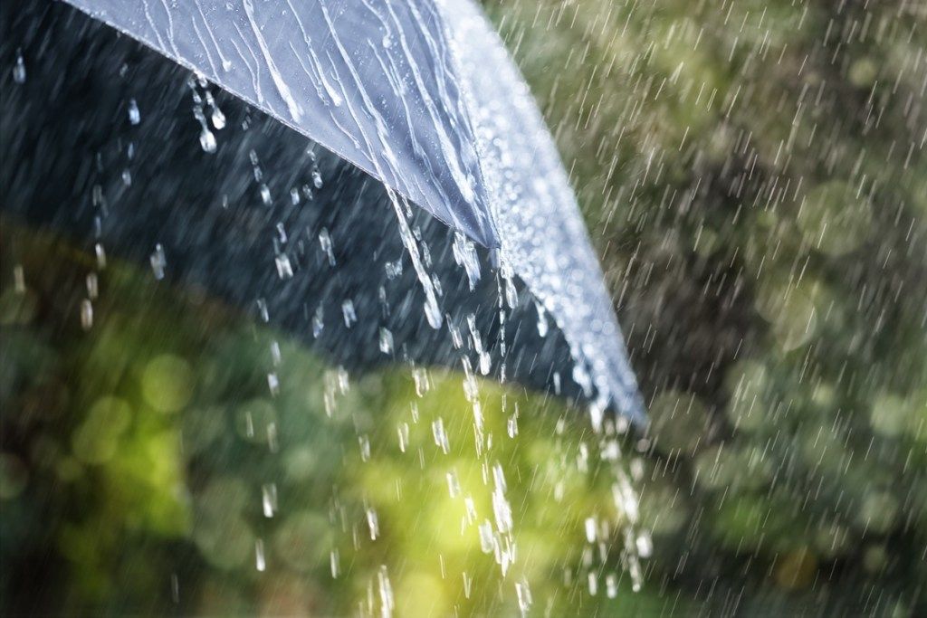 чадър в дъжда, произволни забавни факти